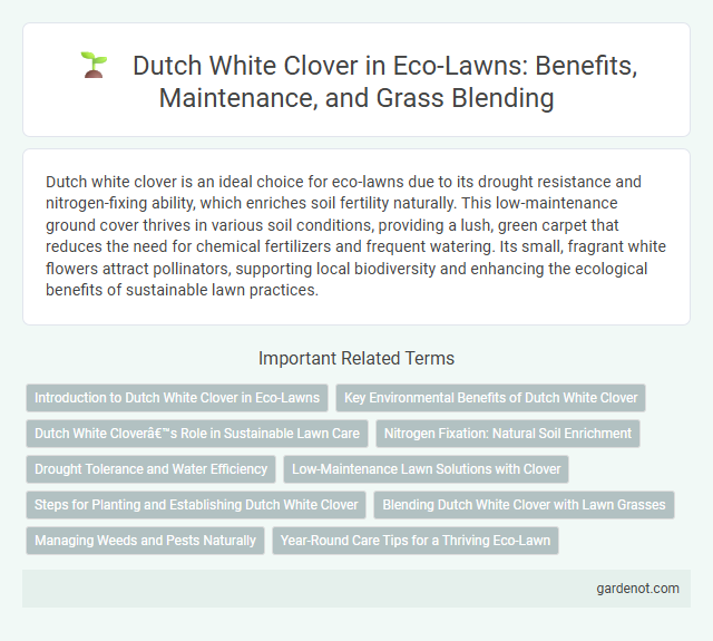 Dutch White Clover in Eco-Lawns: Benefits, Maintenance, and Grass Blending