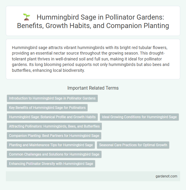 Hummingbird Sage in Pollinator Gardens: Benefits, Growth Habits, and Companion Planting