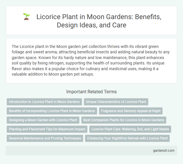 Licorice Plant in Moon Gardens: Benefits, Design Ideas, and Care