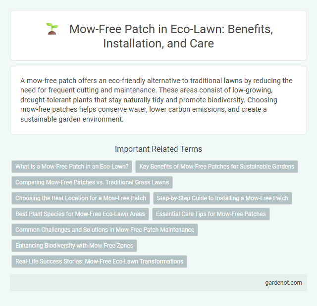 Mow-Free Patch in Eco-Lawn: Benefits, Installation, and Care