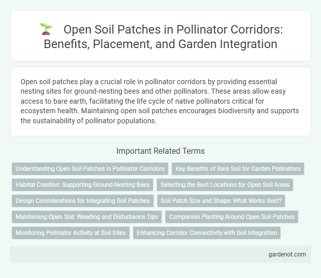 Open Soil Patches in Pollinator Corridors: Benefits, Placement, and Garden Integration