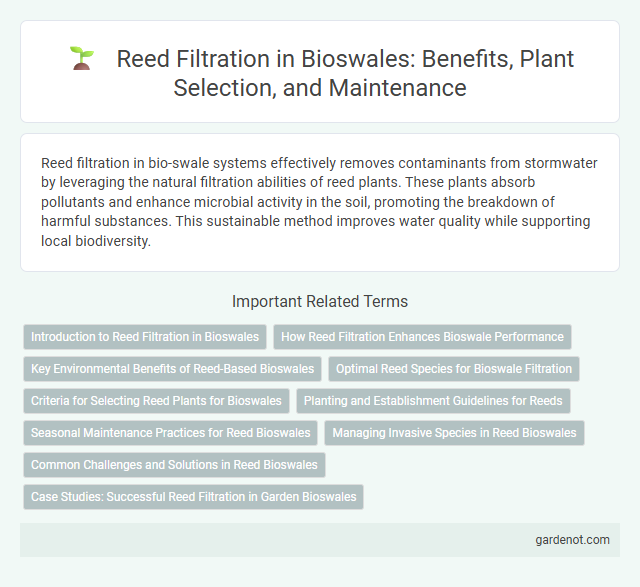 Reed Filtration in Bioswales: Benefits, Plant Selection, and Maintenance