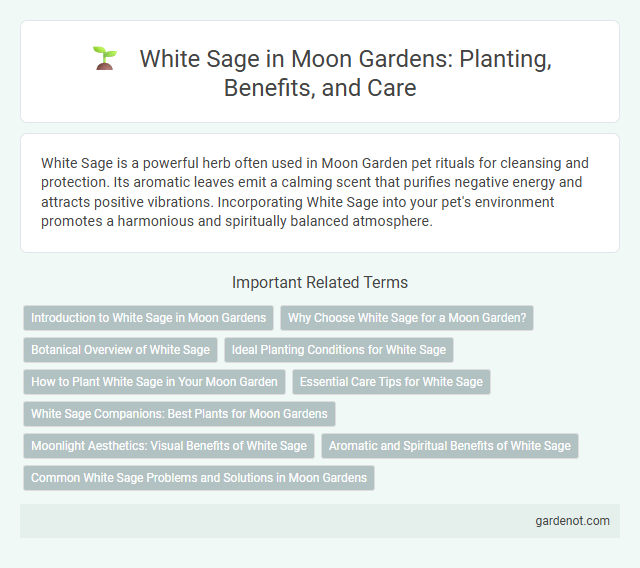 White Sage in Moon Gardens: Planting, Benefits, and Care