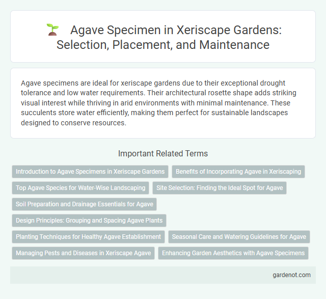 Agave Specimen in Xeriscape Gardens: Selection, Placement, and Maintenance