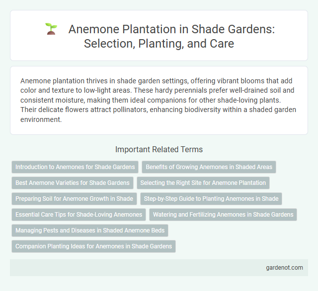 Anemone Plantation in Shade Gardens: Selection, Planting, and Care