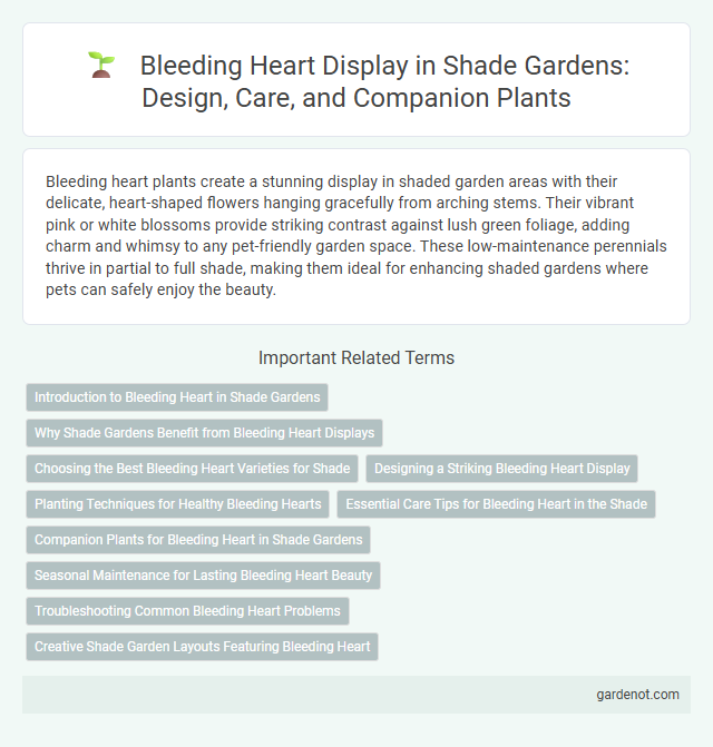 Bleeding Heart Display in Shade Gardens: Design, Care, and Companion Plants