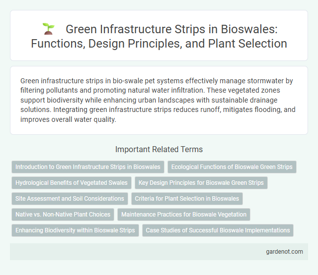 Green Infrastructure Strips in Bioswales: Functions, Design Principles, and Plant Selection