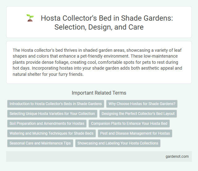 Hosta Collector's Bed in Shade Gardens: Selection, Design, and Care