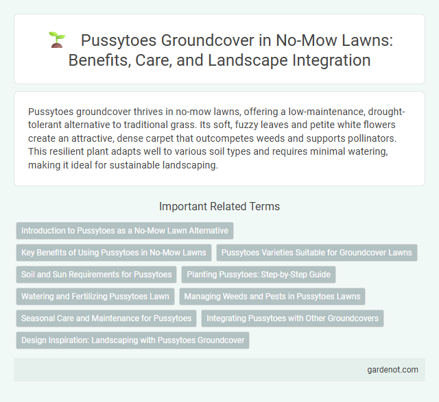 Pussytoes Groundcover in No-Mow Lawns: Benefits, Care, and Landscape Integration