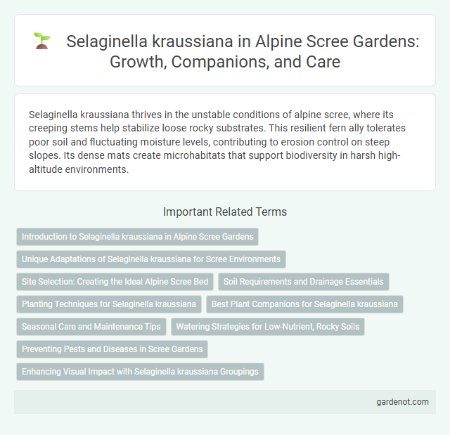 Selaginella kraussiana in Alpine Scree Gardens: Growth, Companions, and Care