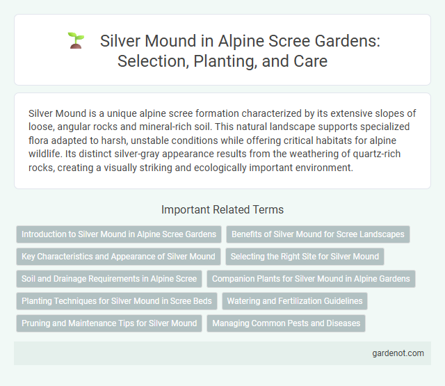 Silver Mound in Alpine Scree Gardens: Selection, Planting, and Care
