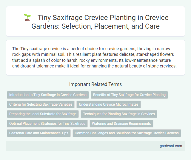 Tiny Saxifrage Crevice Planting in Crevice Gardens: Selection, Placement, and Care