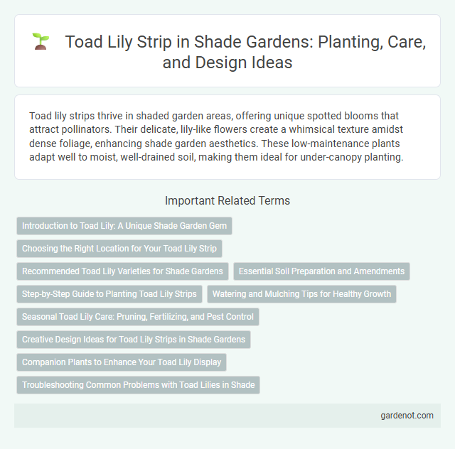 Toad Lily Strip in Shade Gardens: Planting, Care, and Design Ideas