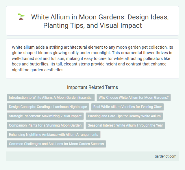 White Allium in Moon Gardens: Design Ideas, Planting Tips, and Visual Impact